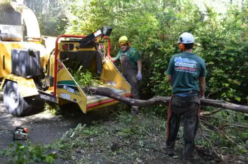 tree services Lemon Hill